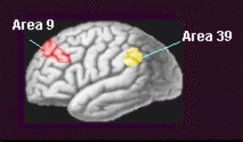 Einstein’s Brain – Youth Medical Journal