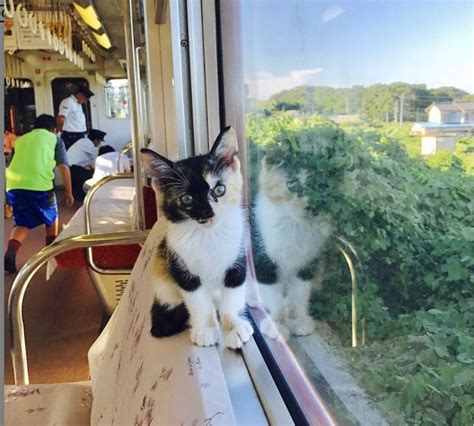 Japanese Railway Allows Its Passengers To Enjoy The Worlds First Cat