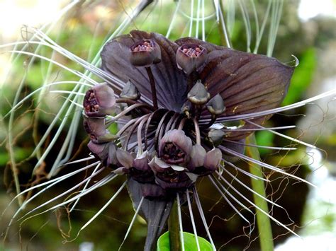 Bat Flower Info: How To Grow Bat Flower Plants | Gardening Know How