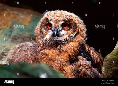 Eagle owl (Bubo bubo Stock Photo - Alamy