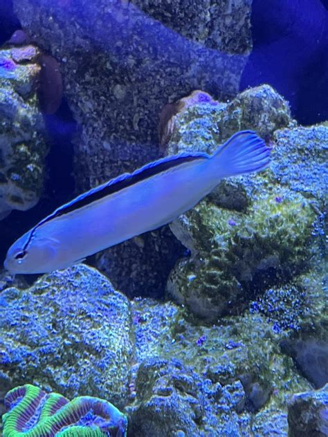 Is this a Starry Blenny? | Reef2Reef