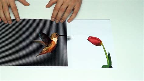 Amazing Animated Optical Illusions