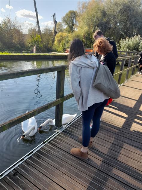 Swans « Youth Works Northamptonshire