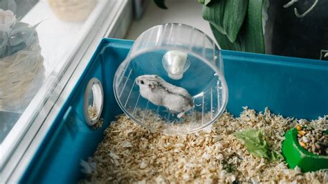 Best hamster toys 2025 for keeping your furry friend happy | PetsRadar