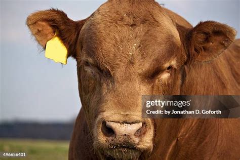 Gelbvieh Cattle Photos and Premium High Res Pictures - Getty Images