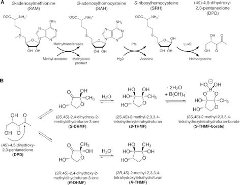 Chemistry Of Ai 2 Signaling Molecules A Metabolic Pathway Leading To