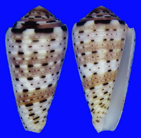 Conus Aurisiacus Conidae Specimen Sea Shell Picture Ts151296