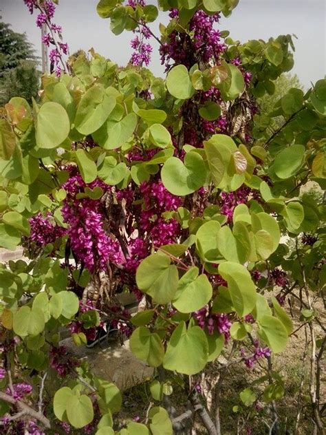 A Bush With Purple Flowers And Green Leaves