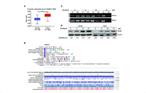 High Methylation Levels In Ccrcc Promote The Downregulation Of Sdhb Download Scientific