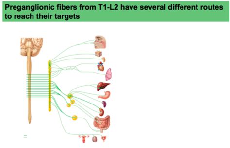 12 Autonomic Nervous System Flashcards Quizlet