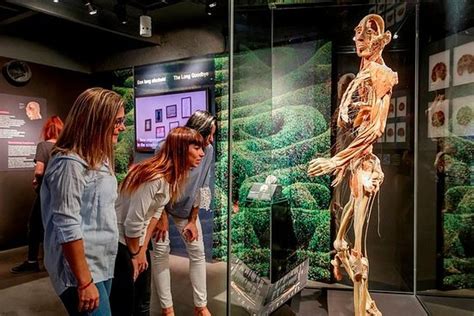 Body Worlds Amsterdam The Happiness Project Avec Billet Coupe File