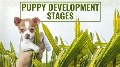 Puppy Development Stages - Growth From Birth - Petmoo