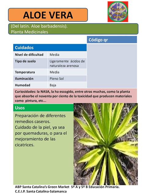 Fichas De Plantas Medicinales Lluvia De Plantas Calameo Downloader