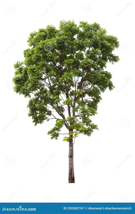 Isolated Mahogany Tree Cut Out On White Background For Landscape Design