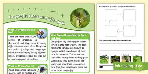 Dragonfly Fact File And Life Cycle Worksheet Teacher Made