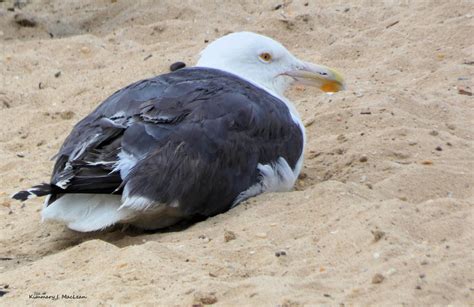 Gull on the Beach by Kimmary on DeviantArt