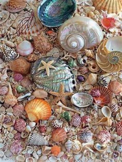 Solve Seashells Jigsaw Puzzle Online With Pieces