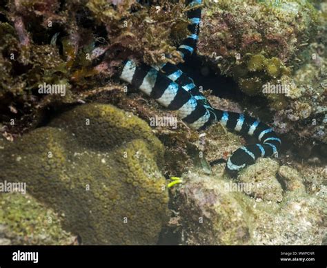 Krait venom hi-res stock photography and images - Alamy