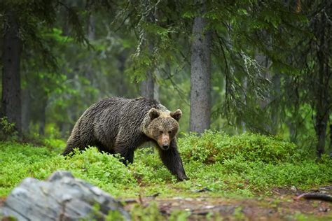 Wildlife Highlights in Canada - Natural World Safaris