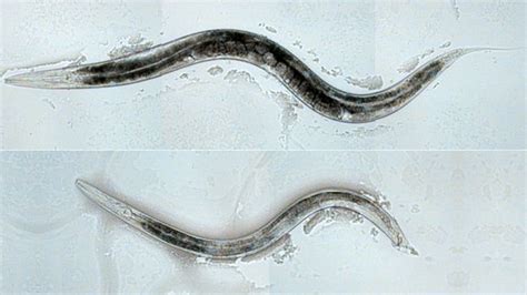 Sexual Orientation Hard Wired In Worms Brains