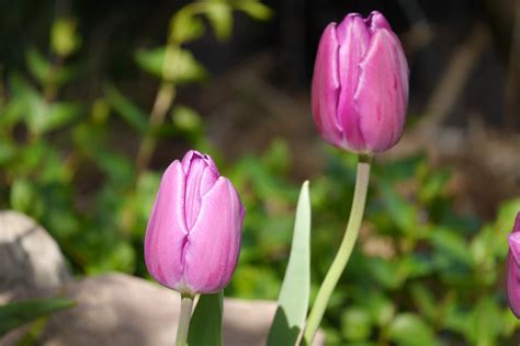 Free Images Nature Blossom Flower Purple Petal Bloom Summer