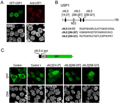 Three Candidate Nuclear Localization Signals In Human Usp A Onfocal