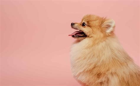 Nombres Para Perros Pomerania Inspírate Con Estas Ideas