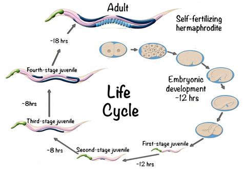 14 This Diagram Illustrates The Life Cycle Of Caenorhabitis Elegans