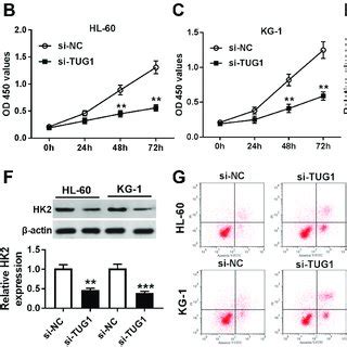 Role Of TUG1 Knockdown In Human AML Cells In Vitro A G HL 60 And