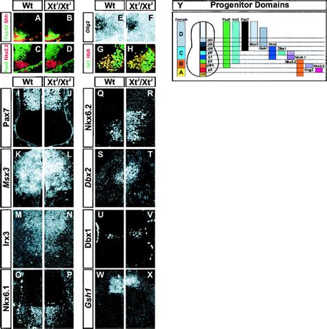 Dorsal-ventral patterning of neural progenitors in spinal cord of E10.5 ... 