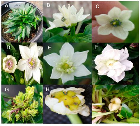 Plants | Special Issue : Plant Mutation Breeding