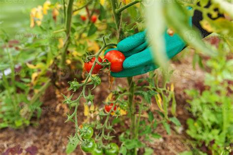 Concepto De Jardiner A Y Agricultura Mujer Trabajadora Agr Cola Mano A