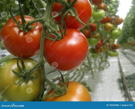 Ripe Natural Tomatoes Growing In A Greenhouse Stock Photo Image Of