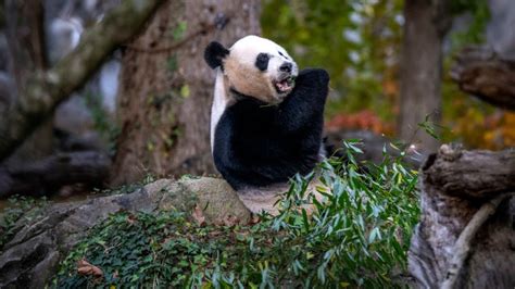 Giant Pandas Return To China After Almost Years In Us Youtube