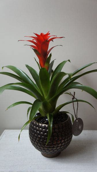 Red Bromeliad Plant | Princeton Floral Design