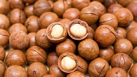 Kacang Macadamia