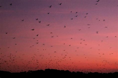 Kalong Island | Secret Bat Island - Komodo National Park