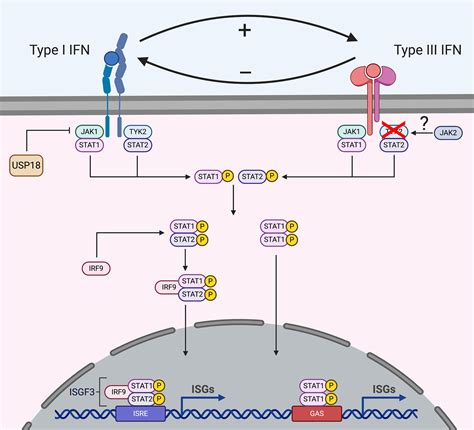 Frontiers Importance Of Type I And Iii Interferons At Respiratory And Intestinal Barrier Surfaces