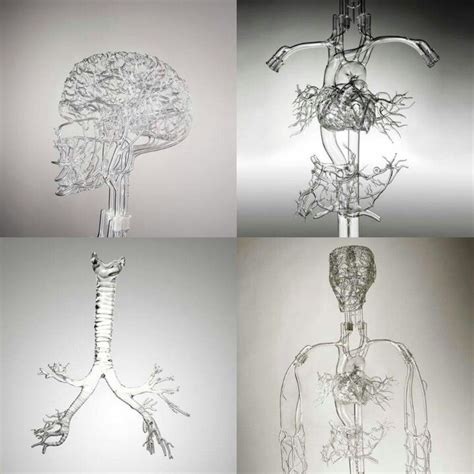 The Human Body In Glass Glass Sculpture Glass Blowing Custom Glass