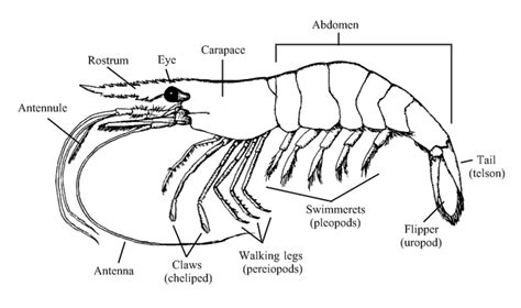 Shrimp Anatomy - Barnegat Bay Shellfish