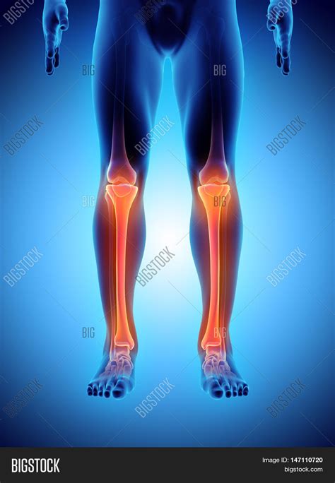 D Illustration Tibia Image Photo Free Trial Bigstock