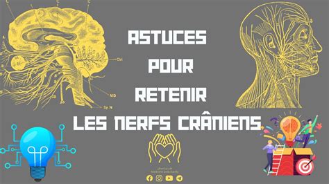 Astuces Pour Retenir Les Nerfs Cr Niens Des M Thode De M Moriser Sans