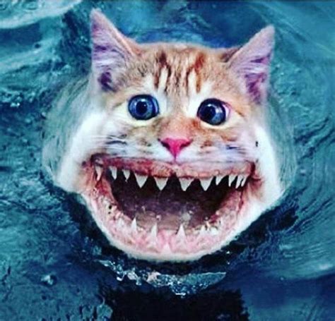 Shark Kitty Photoshopped Animals Hybrid Animal Animal Mashups