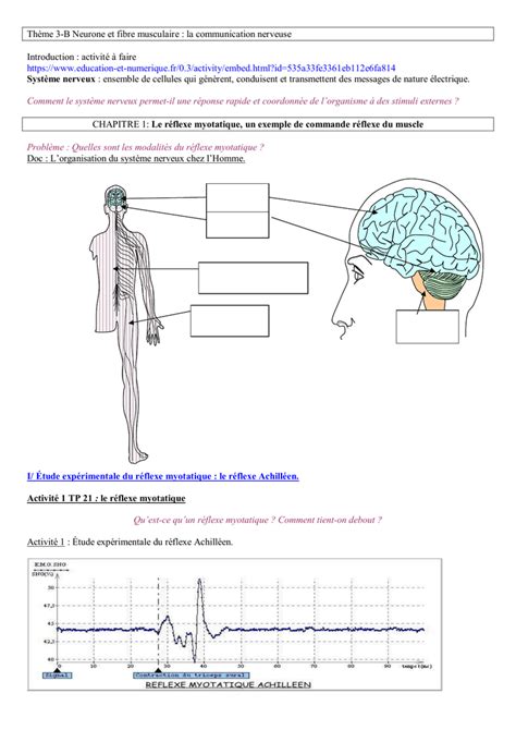 Thème 3 B Neurone et fibre musculaire la communication