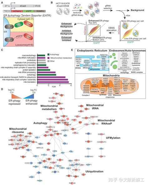 Cell论文拆解全基因组筛选揭示线粒体代谢和泛素样翻译后修饰在内质网自噬中的关键作用研究 知乎