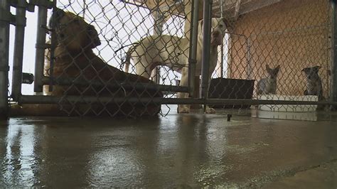 Charlotte Animal Shelter Volunteers Push For More Funding