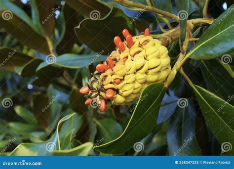 Fruit and Seeds of Southern Magnolia Stock Image - Image of detail ...