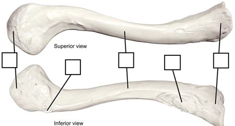 Clavicle (right) Diagram | Quizlet