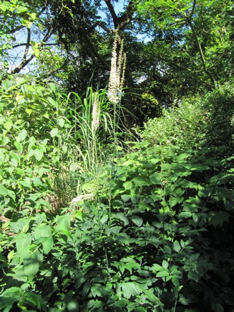 Actaea Ventnor Botanical Gardens On The Isle Of Wight Leonora