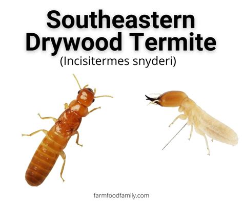 13 Different Types Of Termites With Pictures Identification Guide